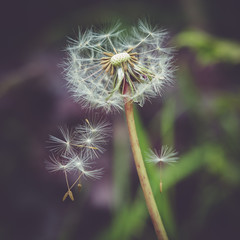 Dandelion seeds blowing in the wind 2