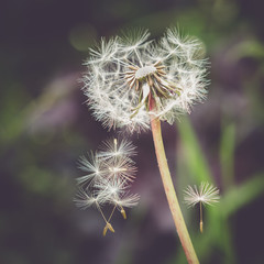 Dandelion seeds blowing in the wind 1