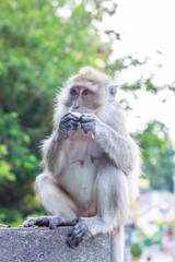 Monkey eating banana