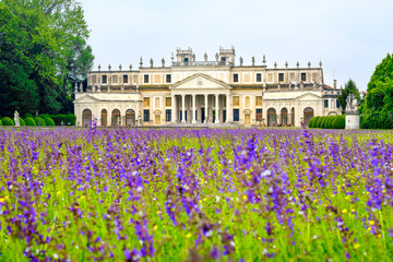 Villa Pisani purple flowers meadow Venice province Riviera del Brenta area -  Venetian Villas -  veneto region Italy