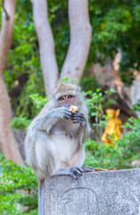 Monkey eating banana