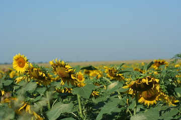 Sunflowers field, summer landscape