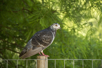 Bird 95