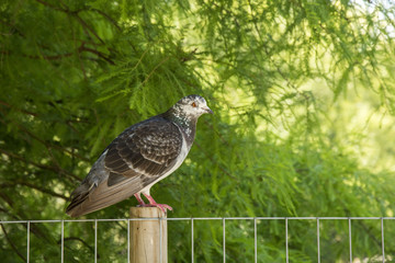 Bird 96