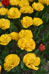 Obraz na płótnie Canvas Tulipes jaunes à fleurs de pivoine au printemps au jardin
