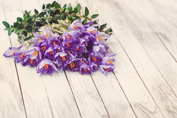 Beautiful crocus flowers on wooden shabby background. Toned.