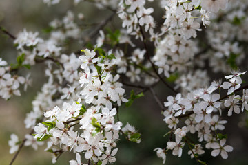 Apple flowers