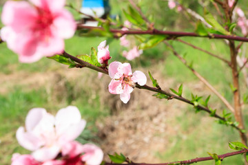 Obraz premium Bee on peach flower. Beekeeping