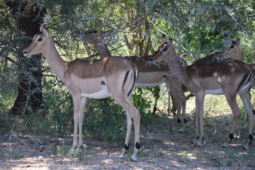 Impala Ewes 2