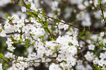 Apple flowers