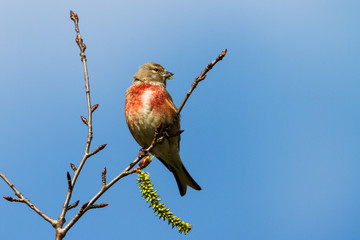 Bluthänfling frisst Samen von Bruch-Weide auf erhöhten Ast im Frühling