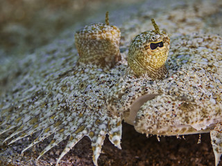 Leopard Flounder, Panther Butt (Bothus pantherinus)