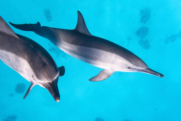 zwei Spinnerdelfine im Wasser