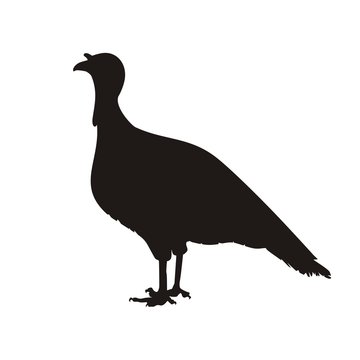 recommend clip art: индейка