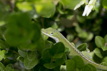 Green anole on boxwood