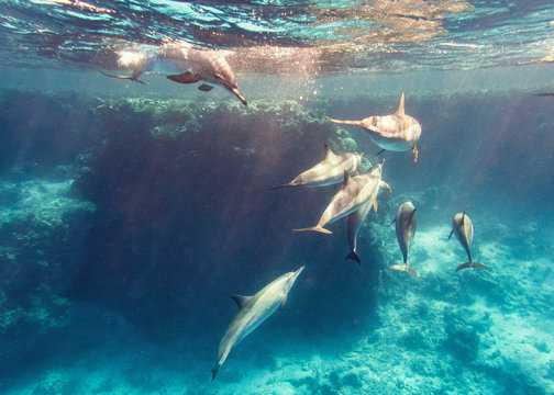 freilebende Delfine im Korallenriff