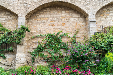 Fototapeta na wymiar Kletterpflanzen und Blumen verzieren Teilstück einer mittelalterlichen Stadtmauer in Rothenburg ob der Tauber 