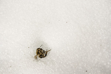 Biene in Winterstarre