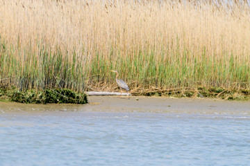 Purple heron close up.Po river lagoon