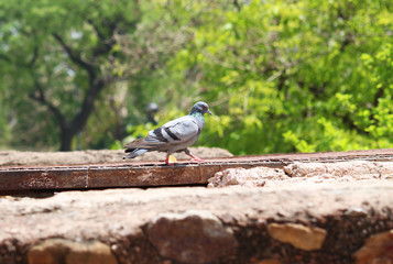 pigeon in a park