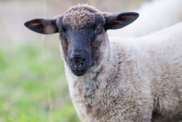 Fototapeta premium Sheep