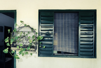 Bird cage decorated with green foliage beside a rustic green window