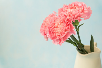 beautiful blooming of pink carnation flowers