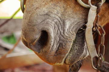 Close up on the mouth of a brown horse