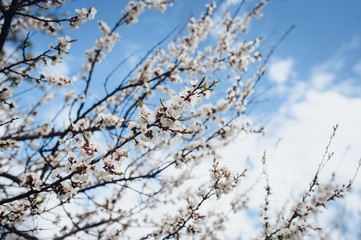 Flowering branches on the blue sky background.