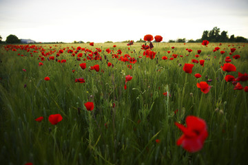 Poppies at sunset.