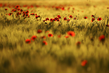 Poppies at sunset.