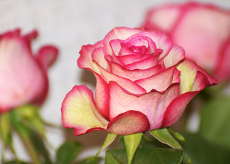 Rose flower is a symbol of beauty.