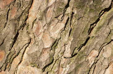 Tree bark texture background