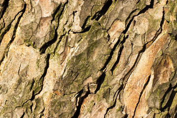 Tree bark texture background