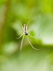 a scary spider waiting on its web for some prey, thin and fangs