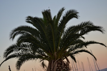 Fototapeta premium Palme im Hafen von Split