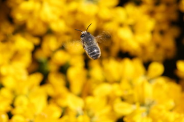Apis mellifera caucasica