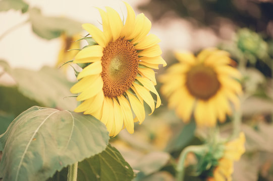 Sunflower field landscape