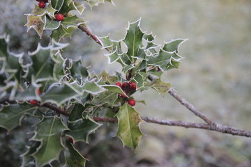 Stechpalme Ilex mit Beeren und Rauhreif im Winter