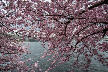 Hamburg Panorama in springtime