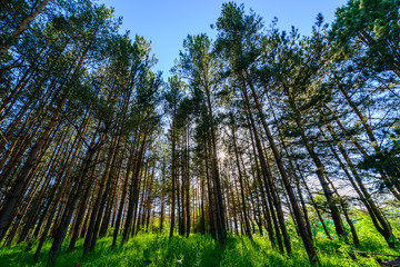 Fototapeta premium Alley with tall trees in the park
