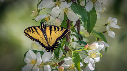 Fototapeta premium Eastern tiger swallowtail butterfly on an American plum bush with white blossoms