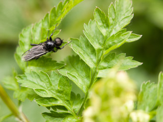 a black fly resting upon some leaves close up in the garden in spring