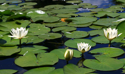 Water lily in Danube Delta