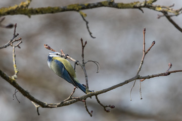 Blaumeise, Cyanistes caeruleus