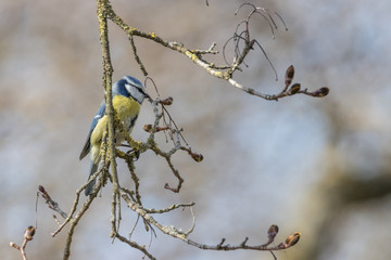Naklejka premium Blaumeise, Cyanistes caeruleus