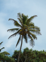 Fototapeta na wymiar Palm on the tropical island.