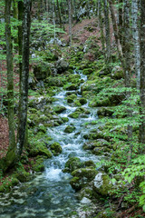 Fototapeta na wymiar creek between stones covered with green moss