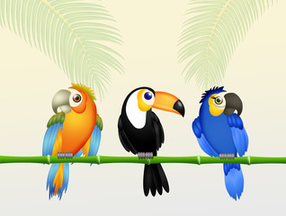 tropical birds in the forest