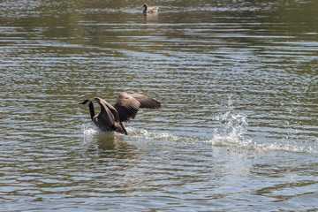 Kanadagans im See beim Losfliegen